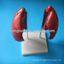 VENTE CHAUDE Poumon pulmonaire anatomique